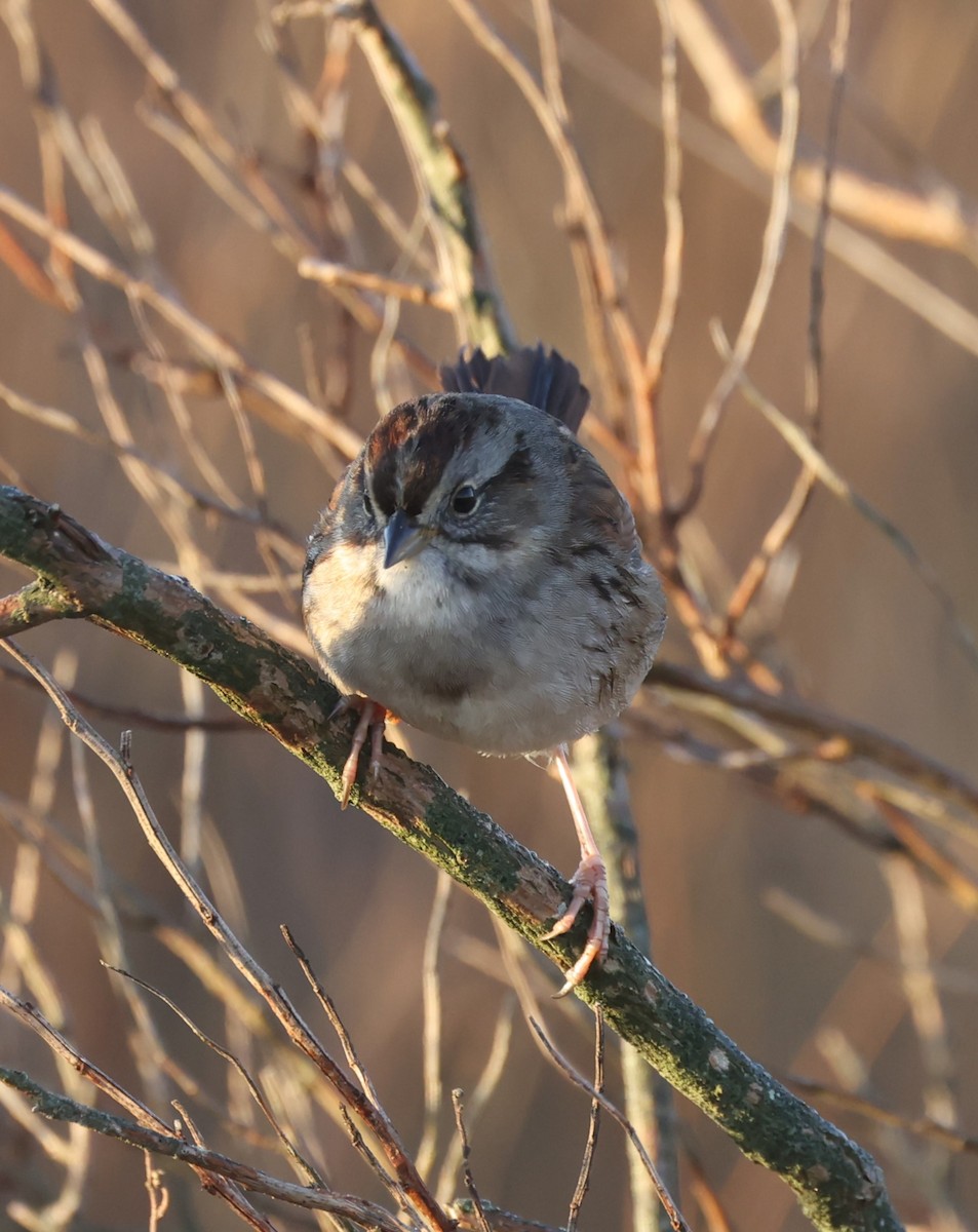 Swamp Sparrow - ML615503342