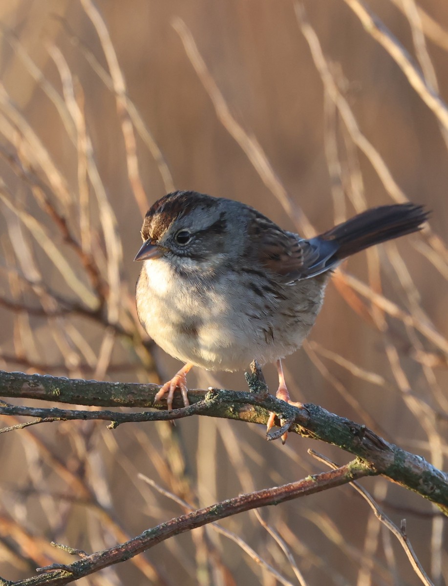 Swamp Sparrow - ML615503343