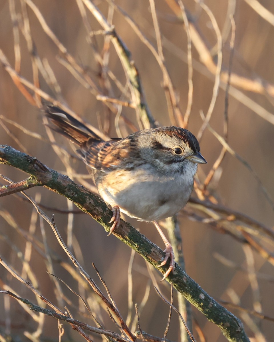 Swamp Sparrow - ML615503344
