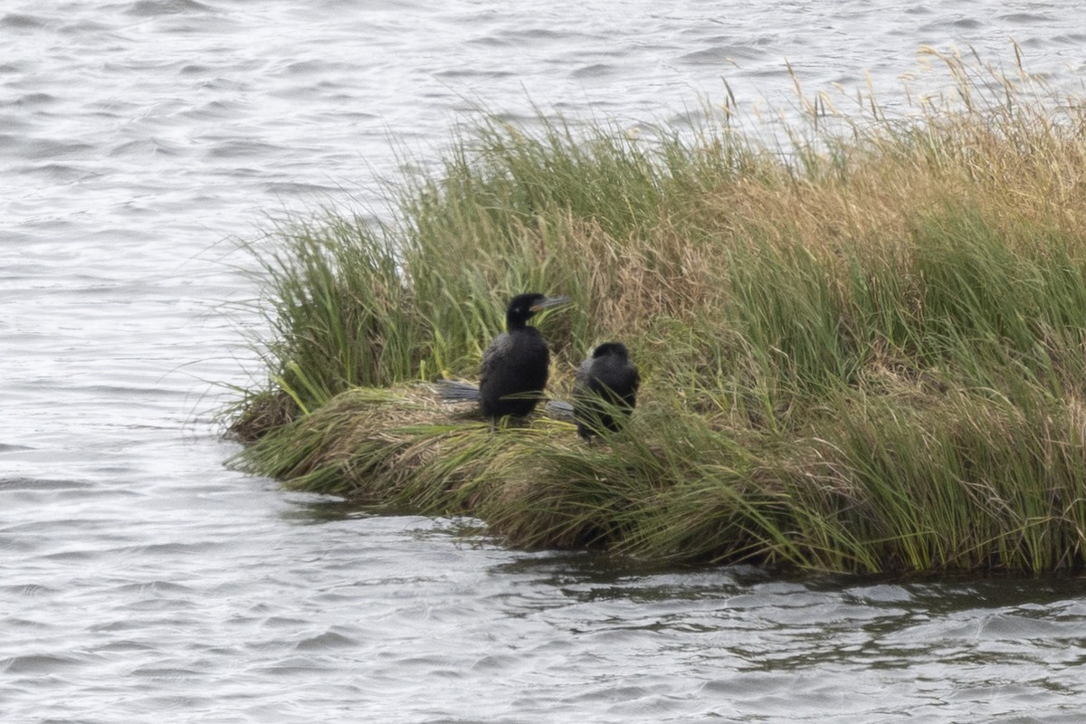 Neotropic Cormorant - Loni Ye