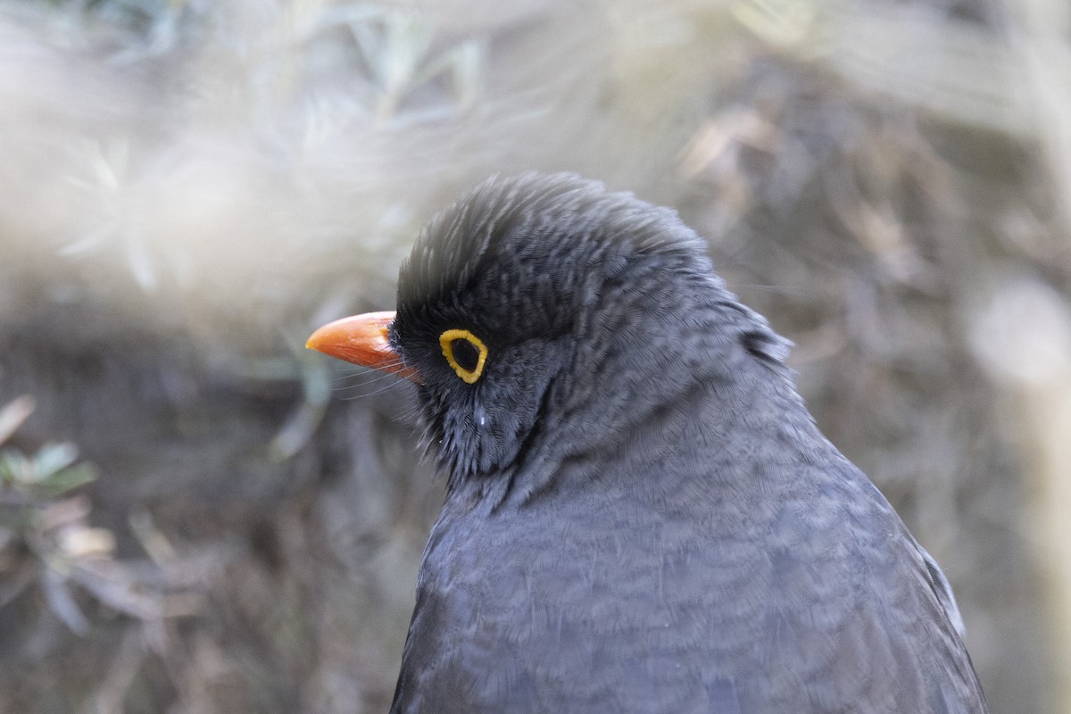 Great Thrush - Loni Ye