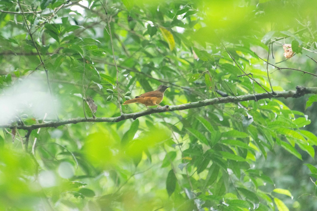 Red-tailed Ant-Thrush - ML615503456