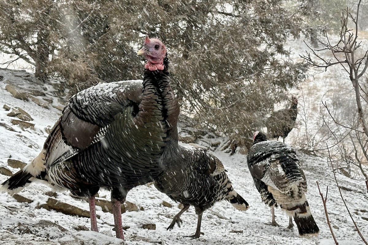 Wild Turkey - ML615503519