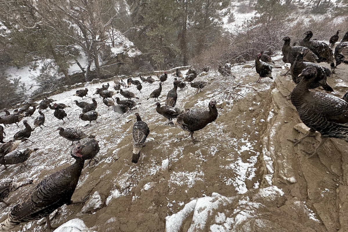 Wild Turkey - Jeanette Tasey