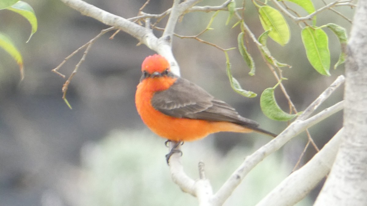 Vermilion Flycatcher - Roberto  Garrigues