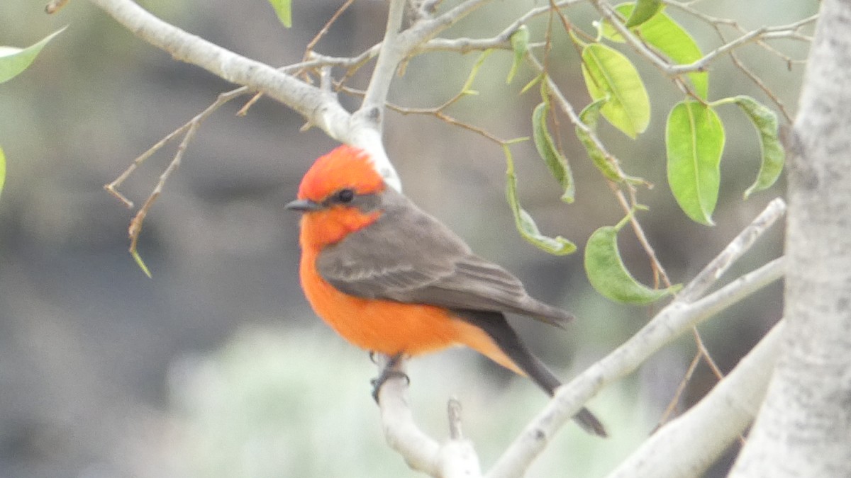 Vermilion Flycatcher - ML615503536