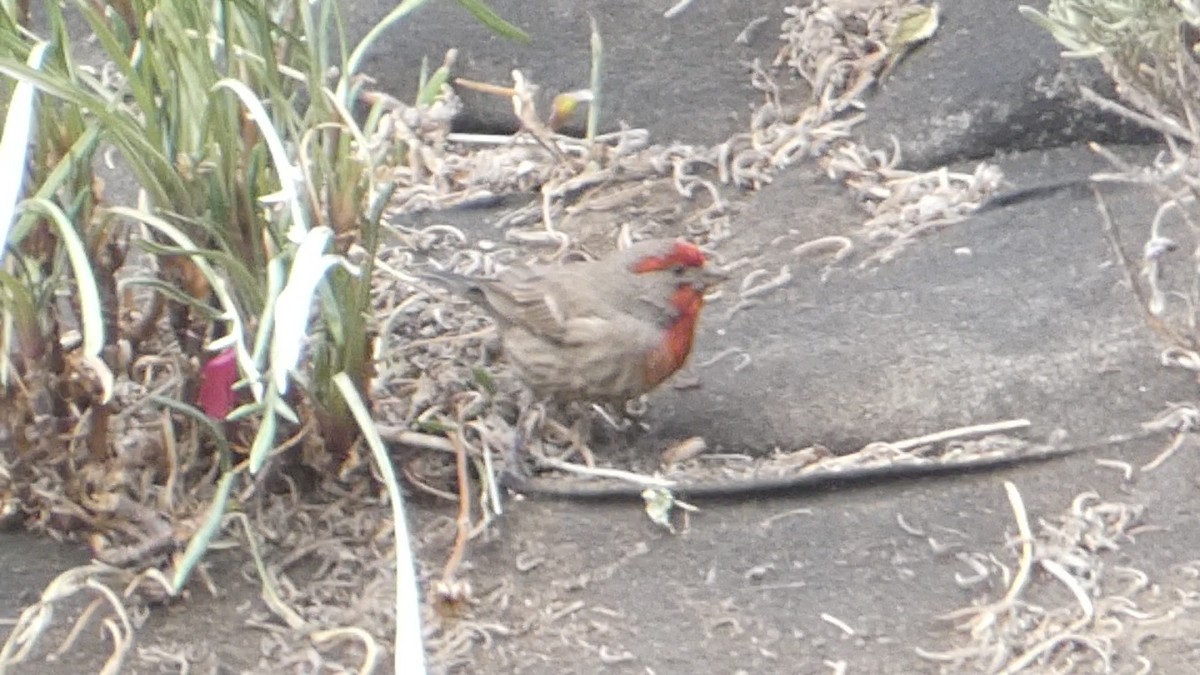 House Finch - Roberto  Garrigues