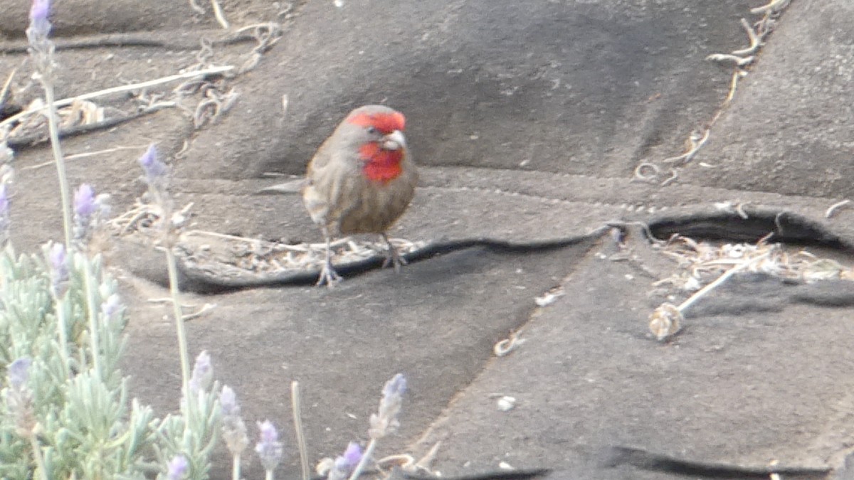 House Finch - ML615503548