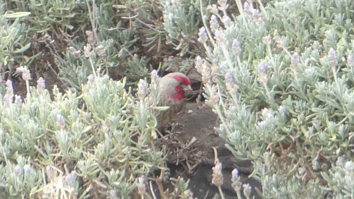 House Finch - ML615503549