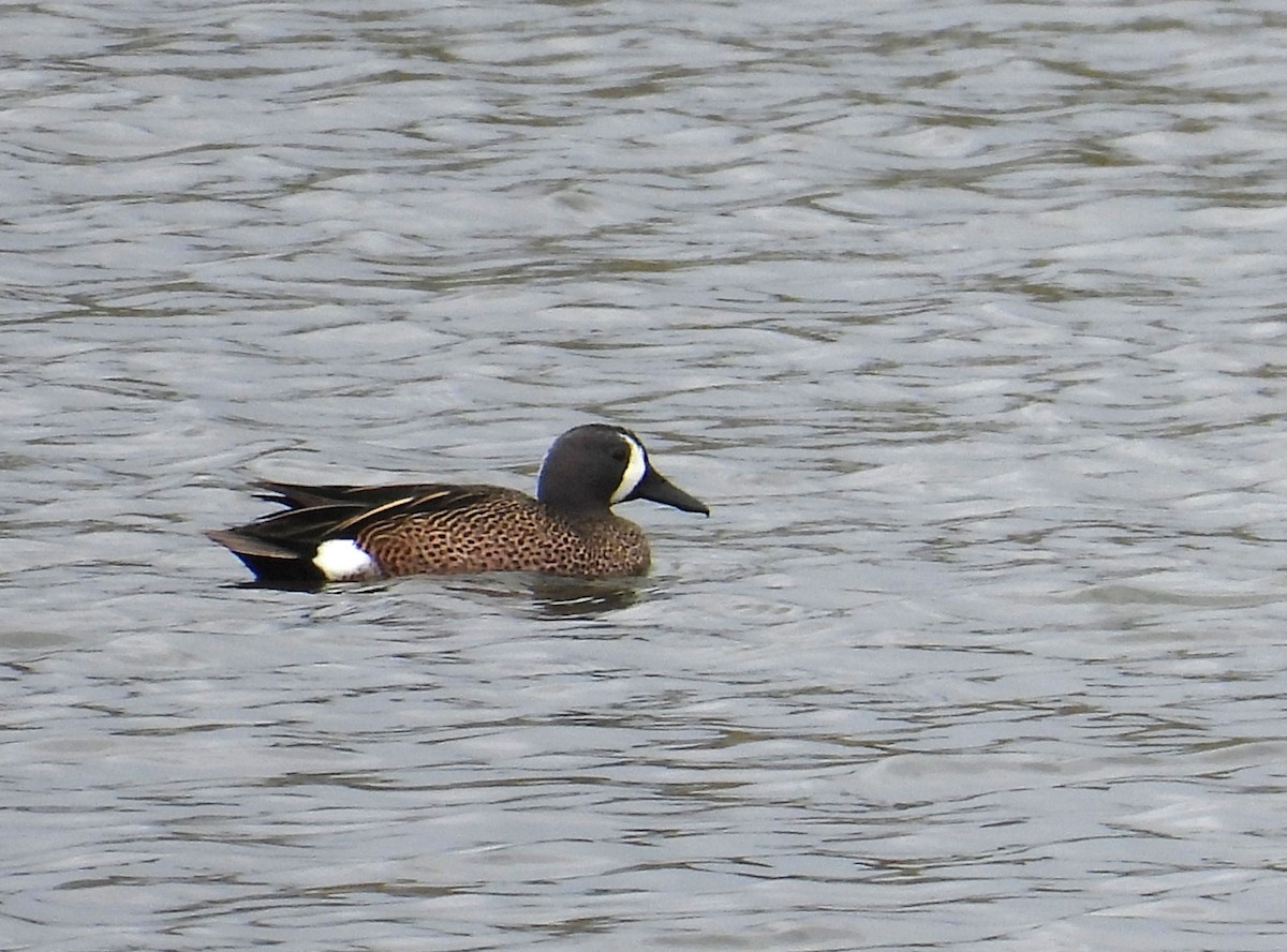 Blue-winged Teal - ML615503572