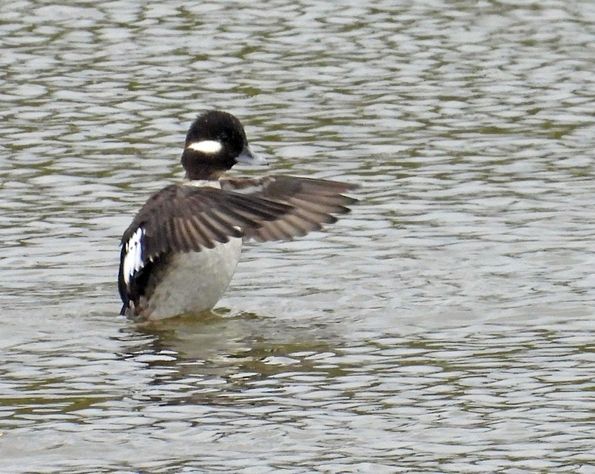 Bufflehead - ML615503575