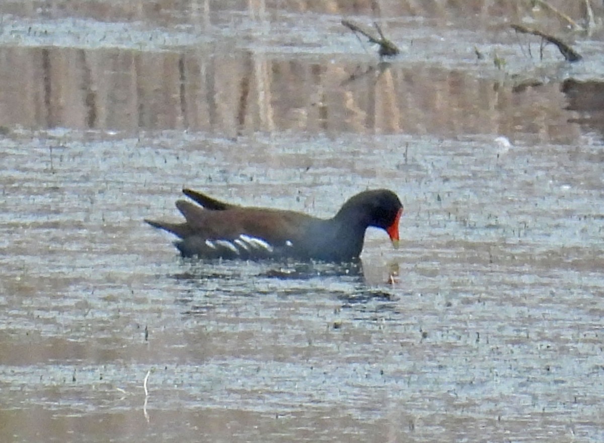 Common Gallinule - ML615503620