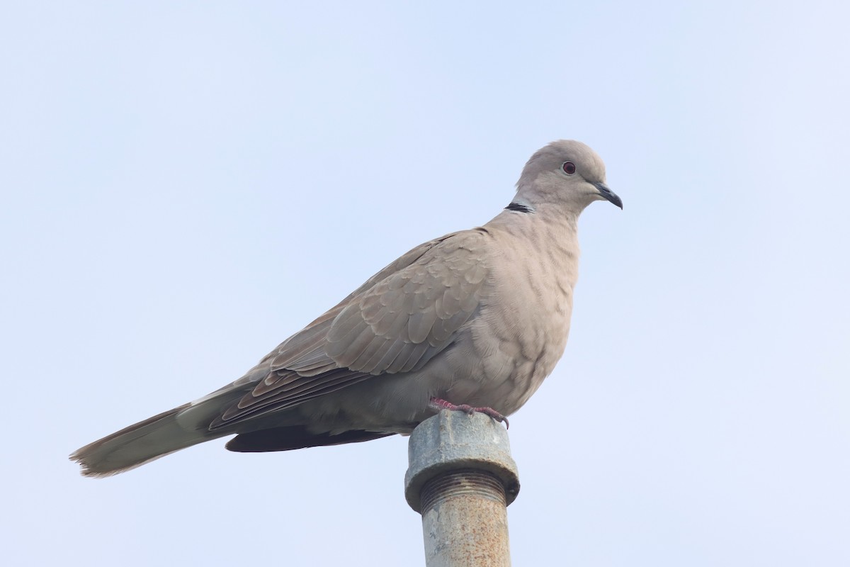 Eurasian Collared-Dove - Margaret Viens