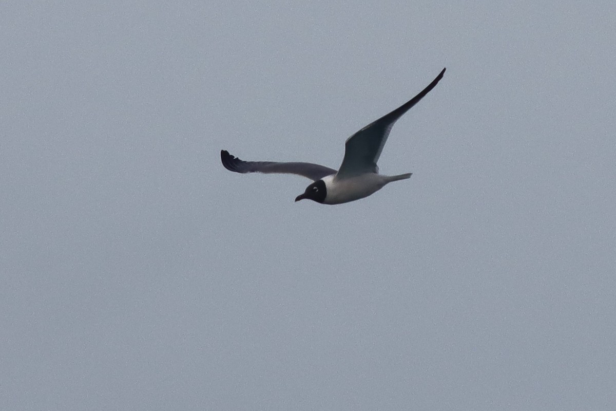 Laughing Gull - Margaret Viens