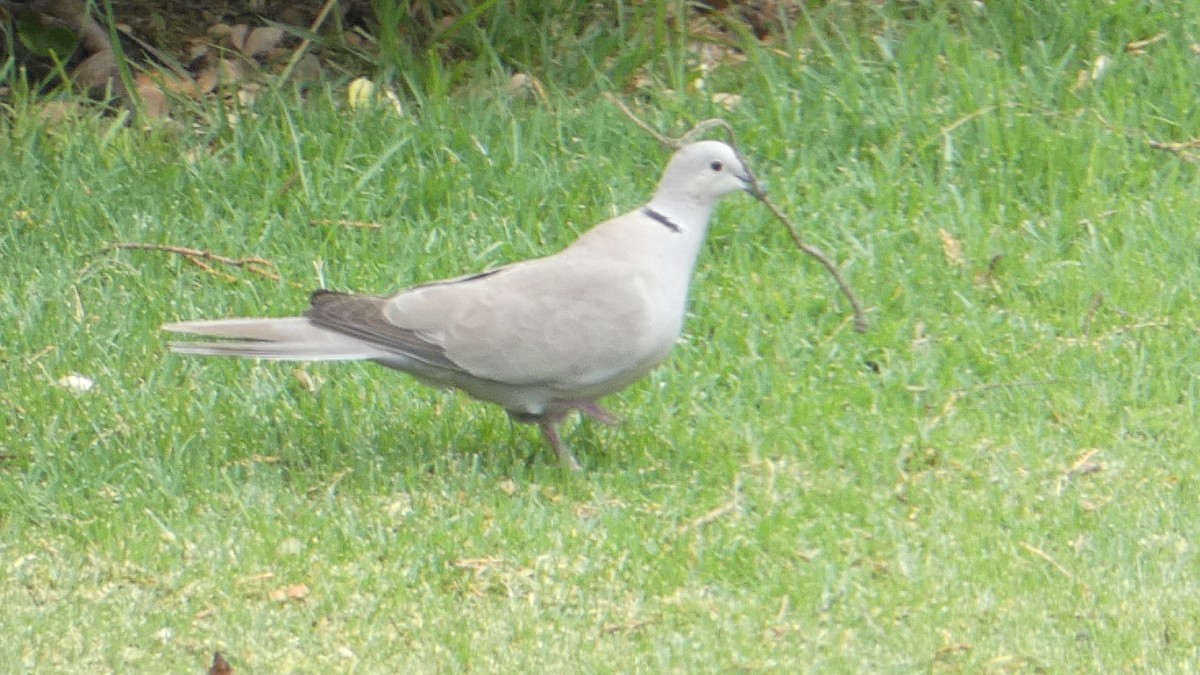 Eurasian Collared-Dove - ML615503655