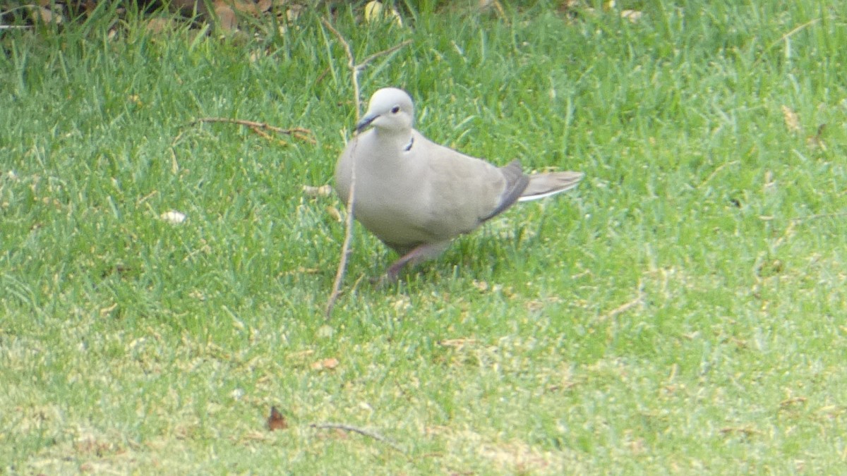 Eurasian Collared-Dove - ML615503656