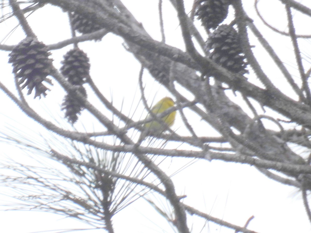 Yellow-faced Siskin - ML615503670