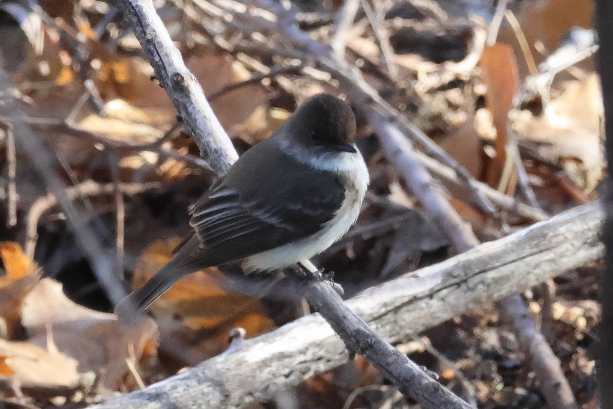 Moucherolle phébi - ML615503745