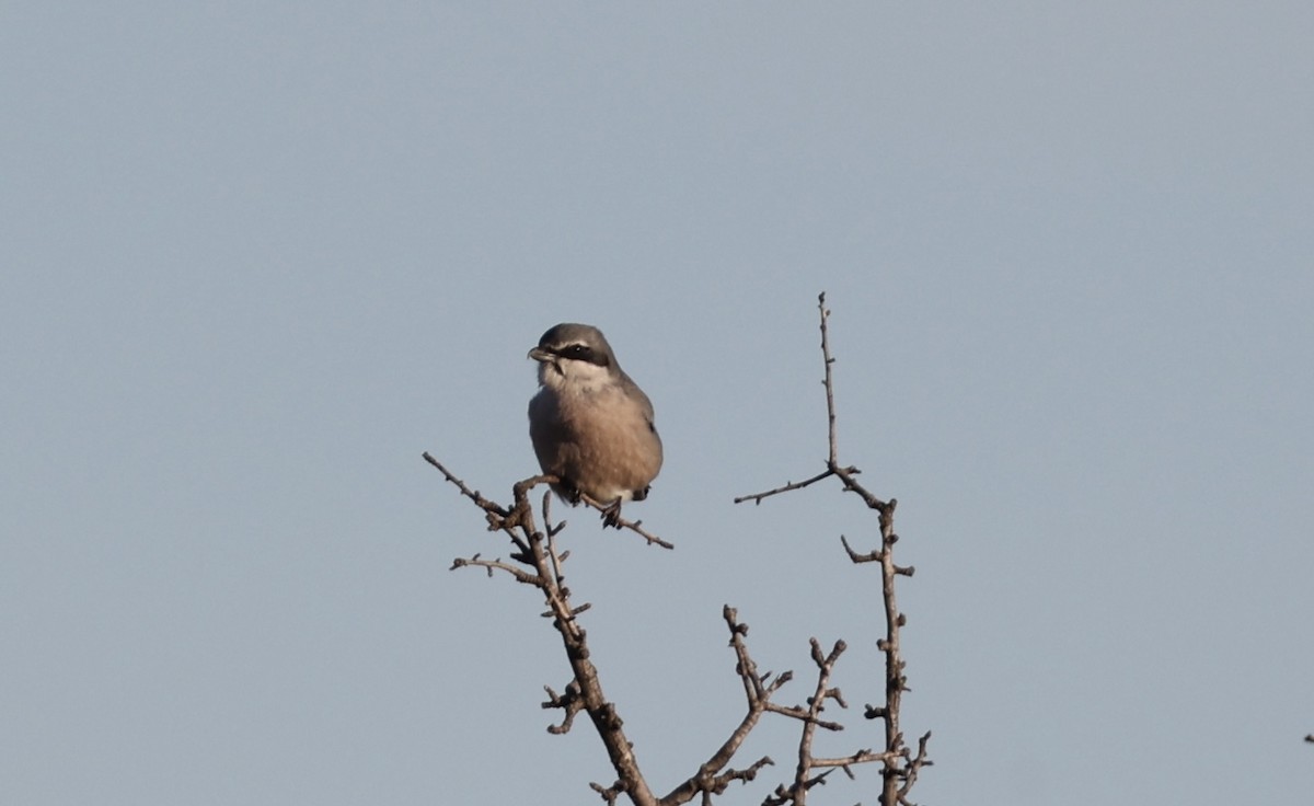 Iberian Gray Shrike - ML615503785