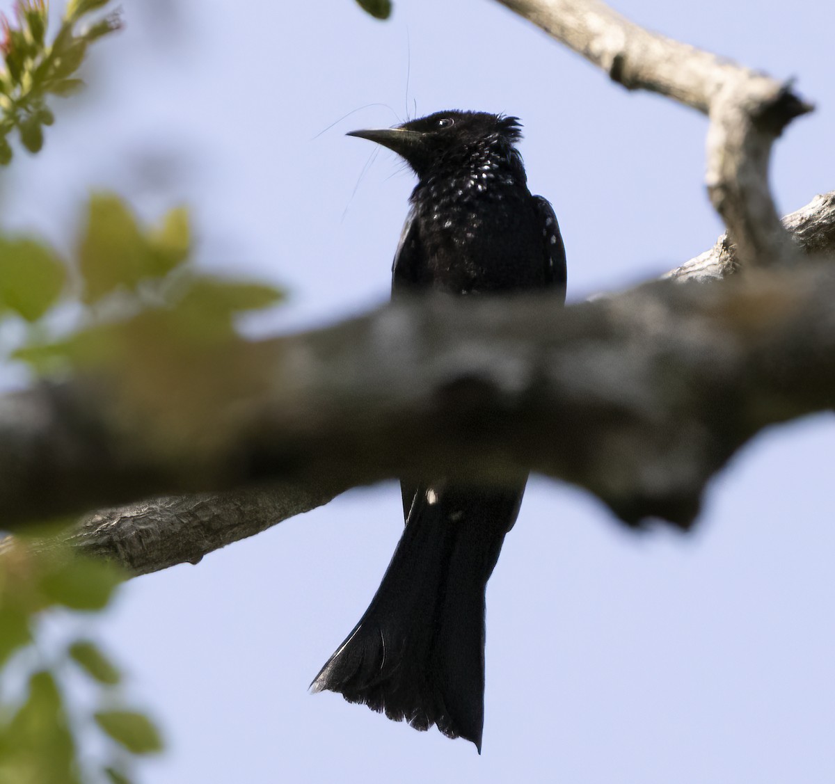 Hair-crested Drongo - ML615503819