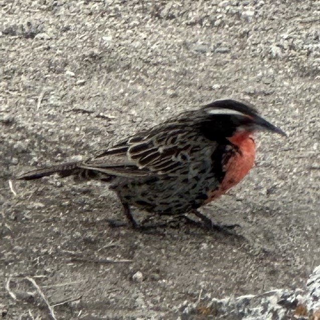 Long-tailed Meadowlark - ML615503843