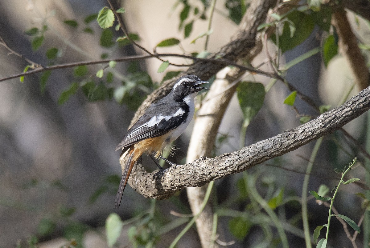 White-throated Robin-Chat - Antonio Ceballos Barbancho