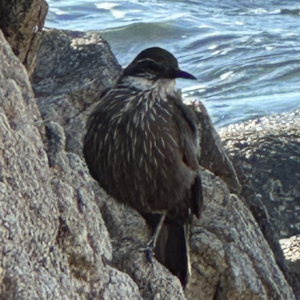 Seaside Cinclodes - Sergio Urra