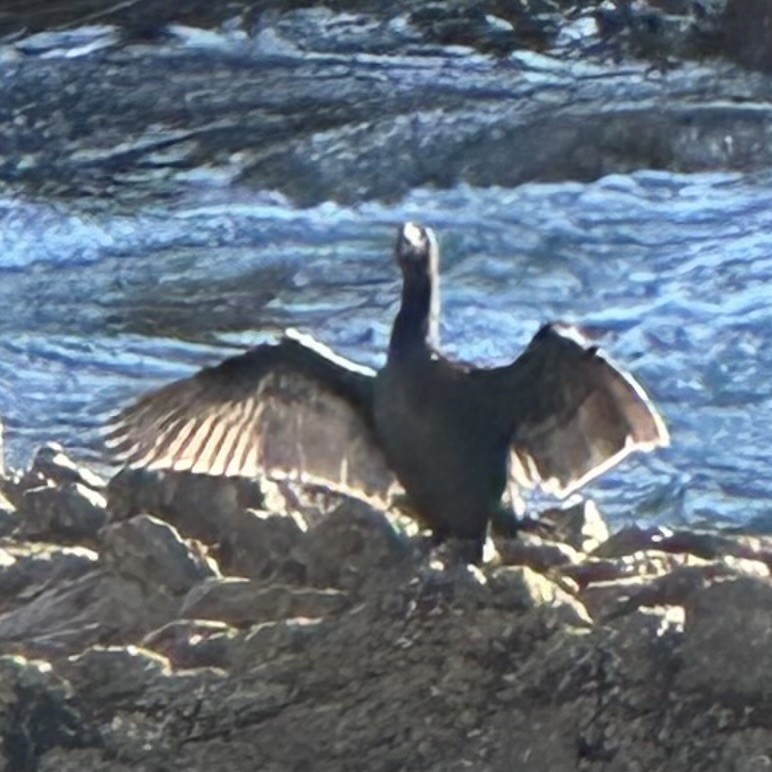 Neotropic Cormorant - ML615503856