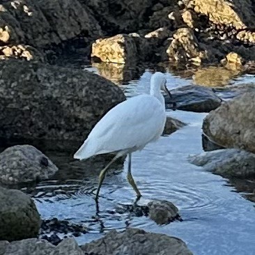 Snowy Egret - ML615503862