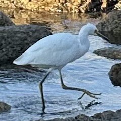 Snowy Egret - ML615503863