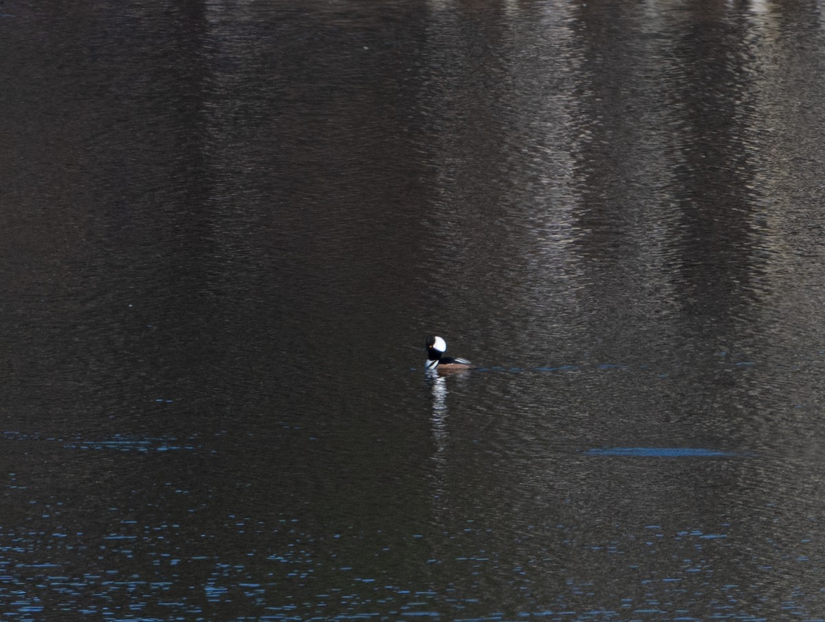 Hooded Merganser - ML615503880