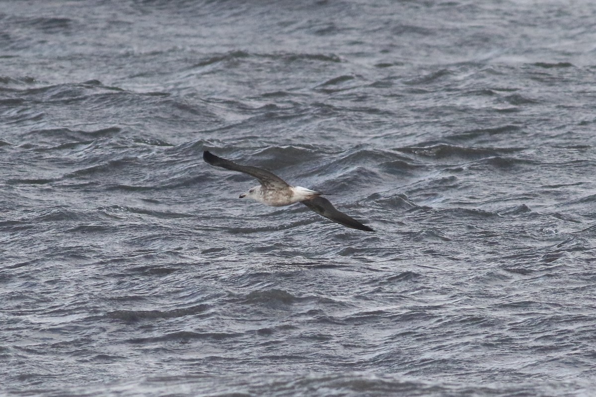 Lesser Black-backed Gull (graellsii) - Daniel Melchert