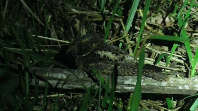 Rufous Nightjar - ML615503900