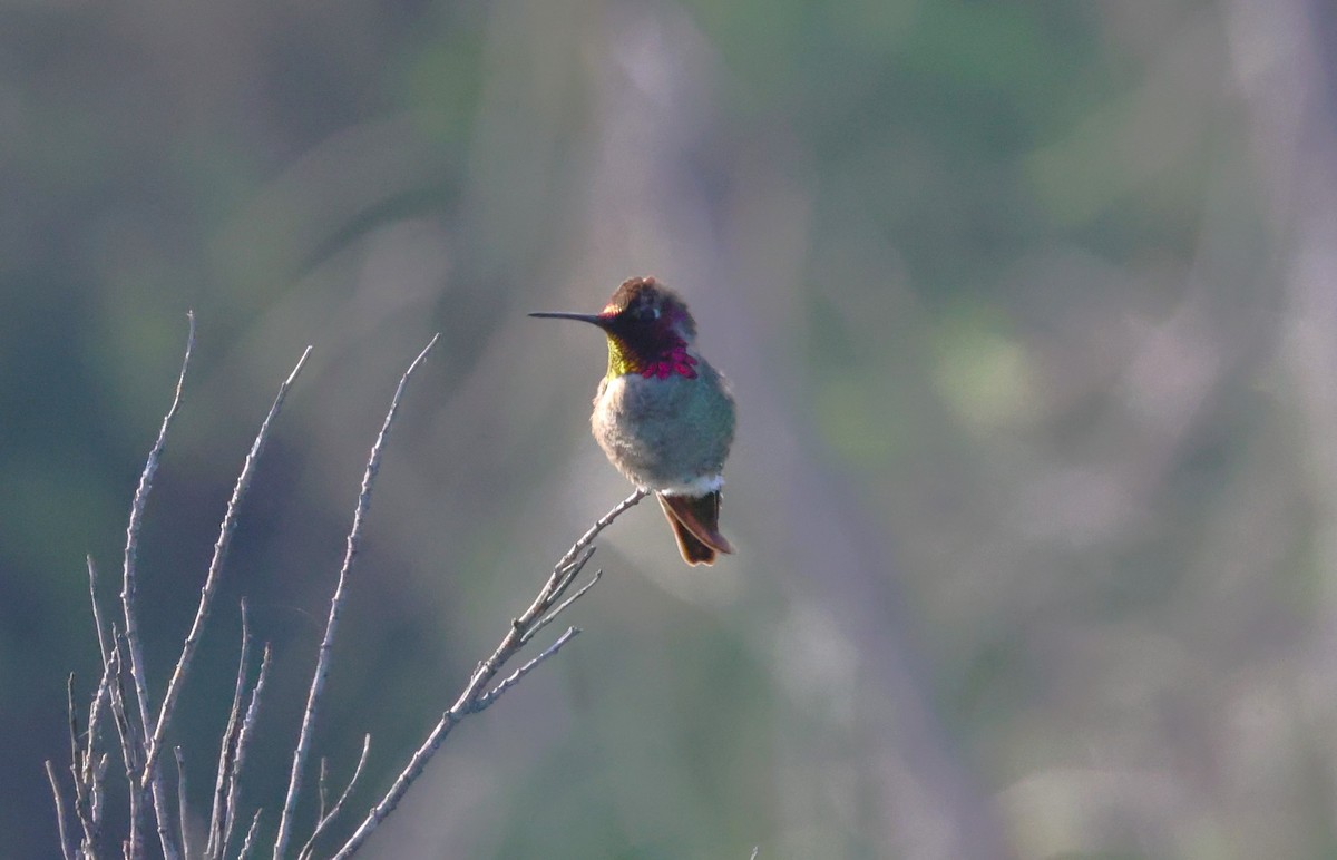 Anna's Hummingbird - ML615503929