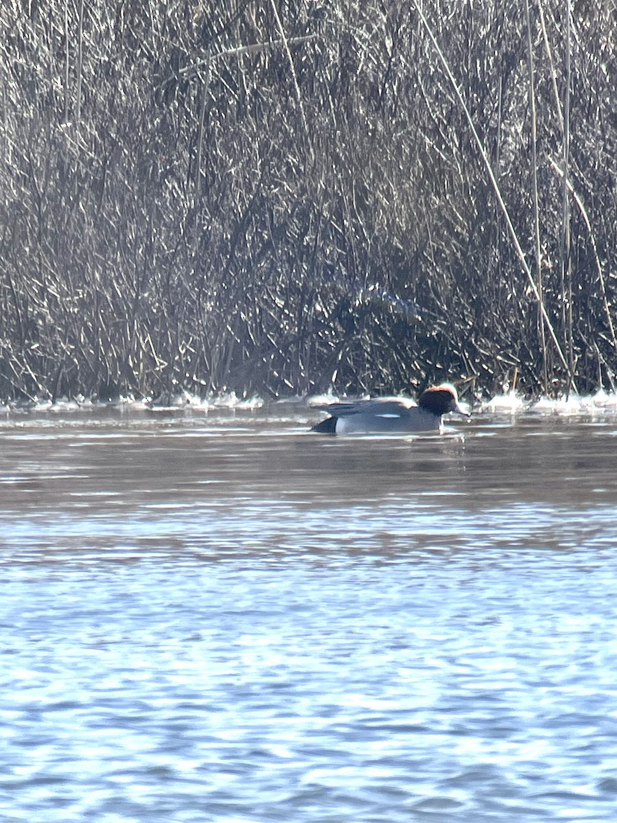 Eurasian Wigeon - ML615503945