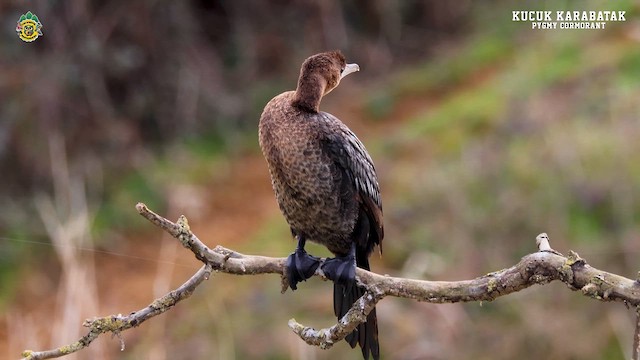 Pygmy Cormorant - ML615503965