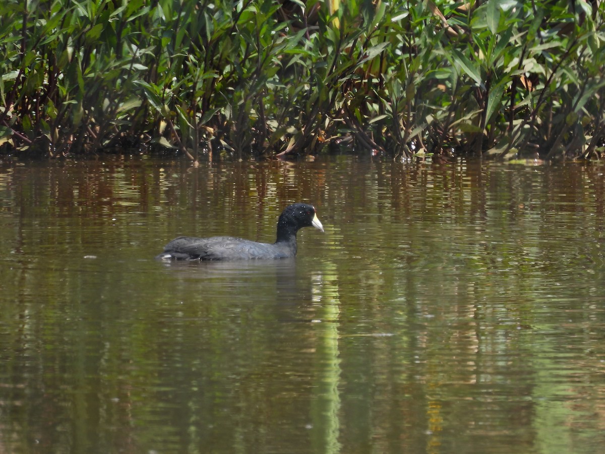 American Coot - ML615504007