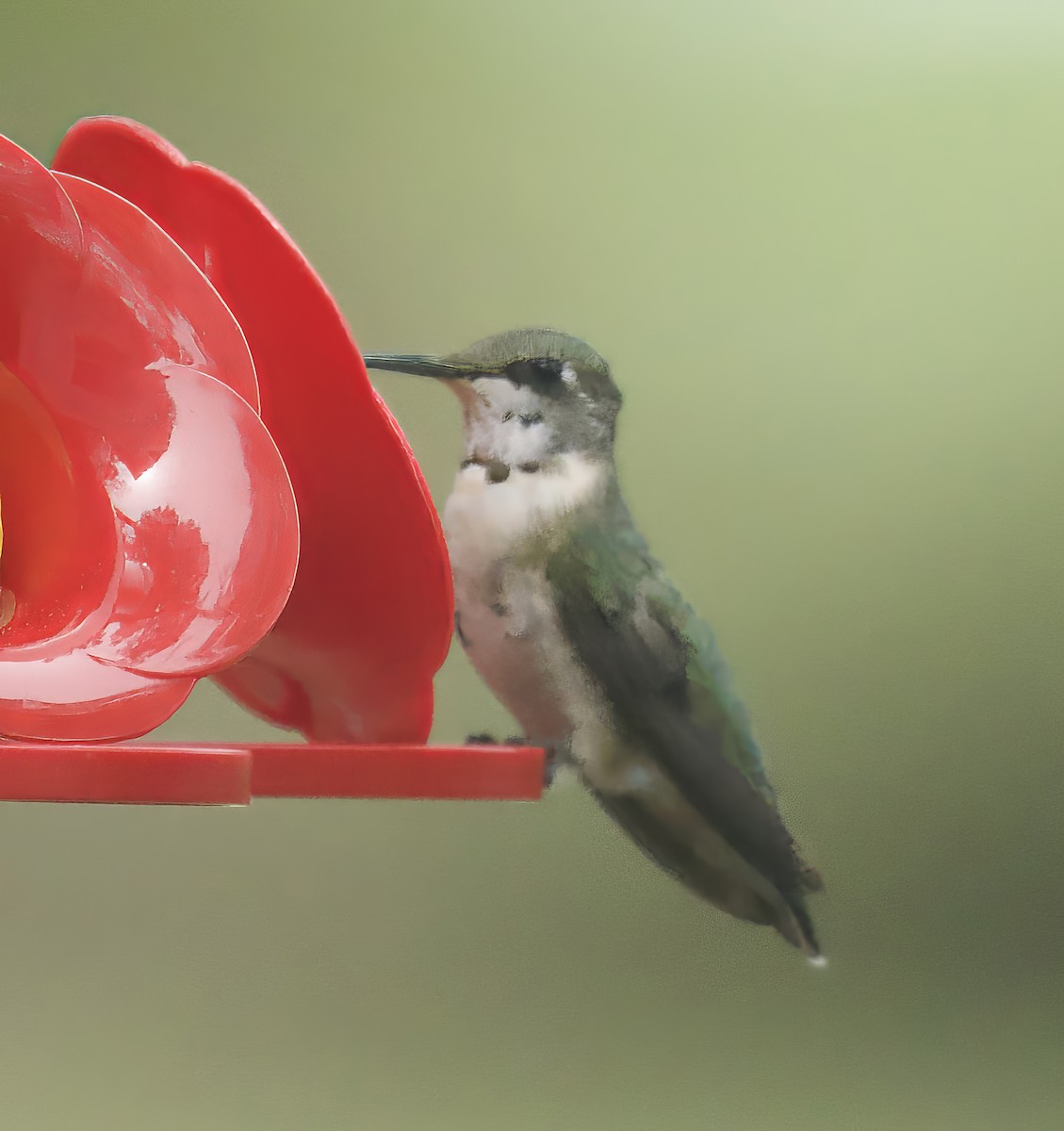 Ruby-throated Hummingbird - Richard Wolfert