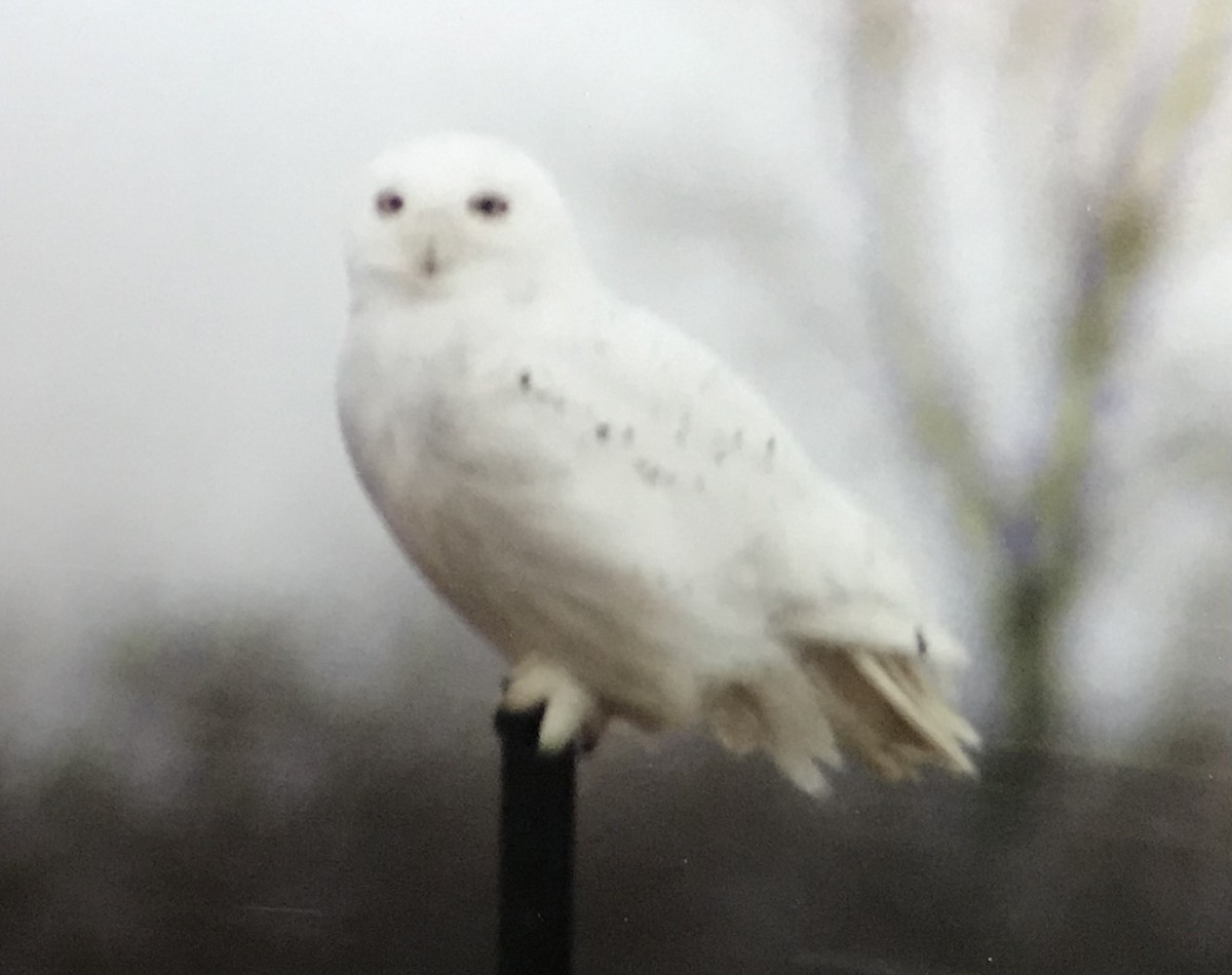 Snowy Owl - ML615504074