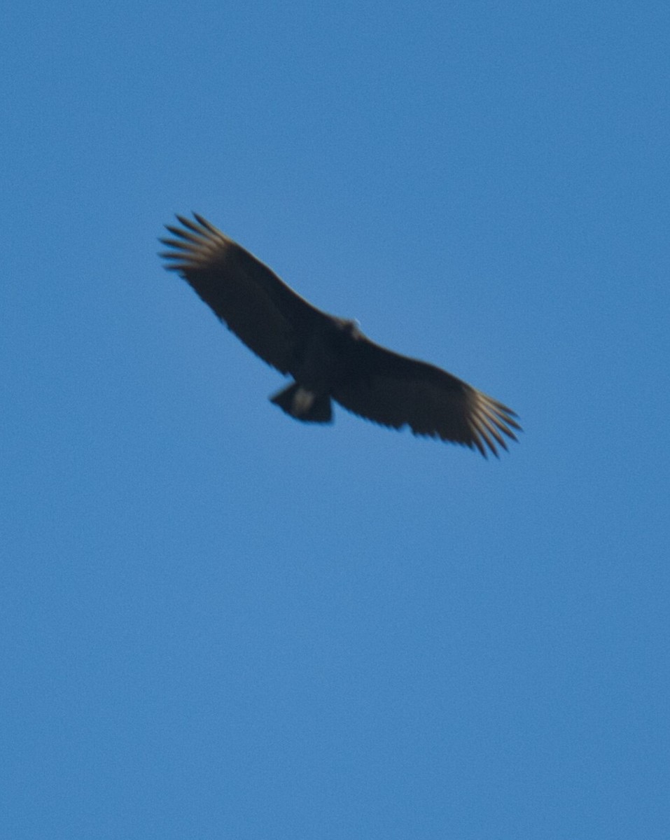 Black Vulture - ML615504098