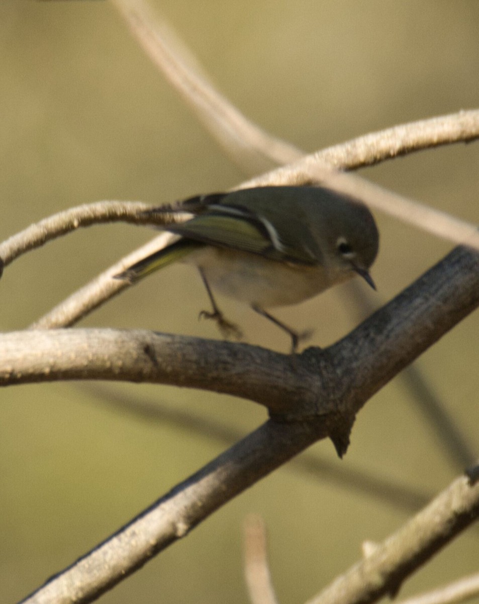 Ruby-crowned Kinglet - ML615504154