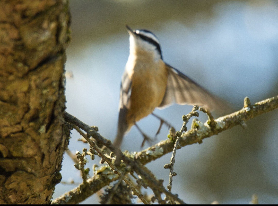 Red-breasted Nuthatch - ML615504186