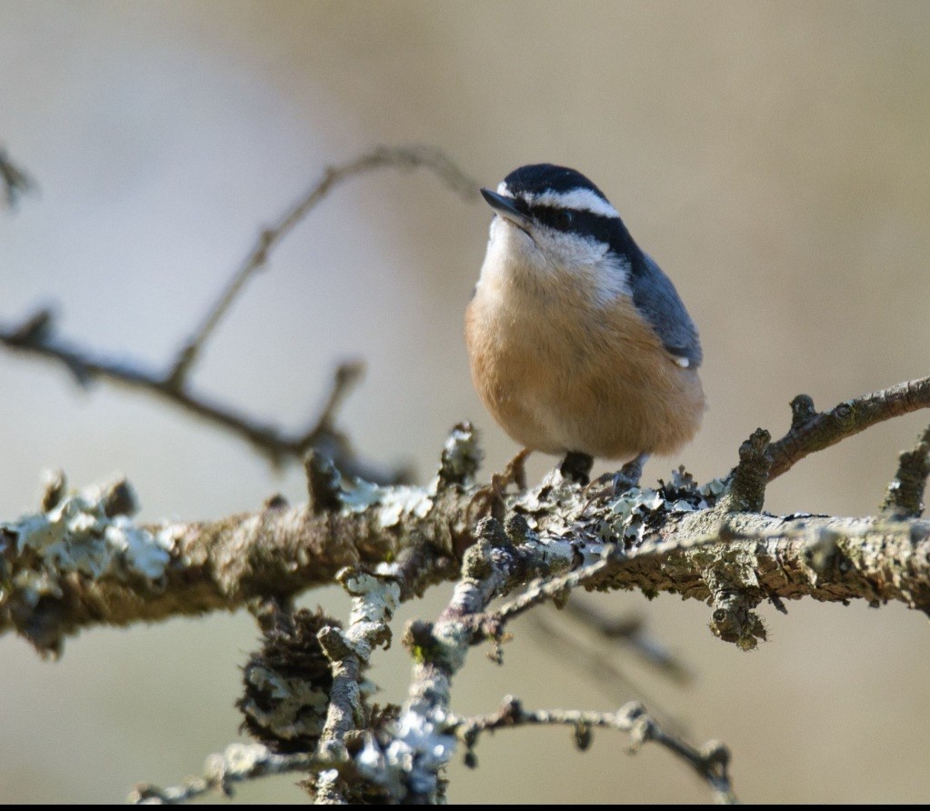 Red-breasted Nuthatch - ML615504187