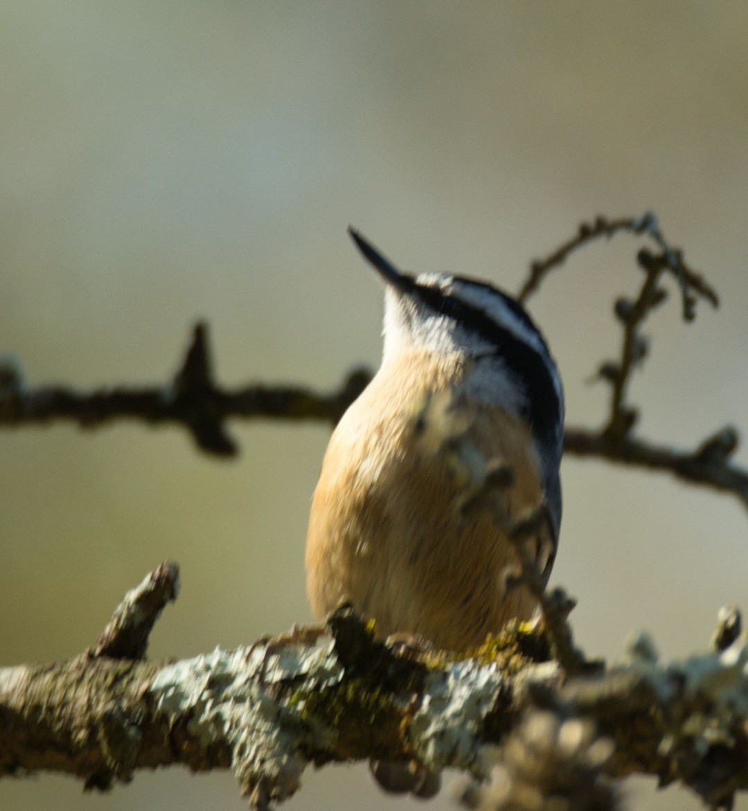 Red-breasted Nuthatch - ML615504188