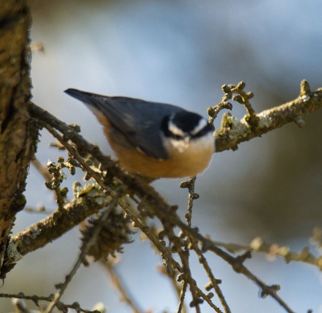 Red-breasted Nuthatch - ML615504189