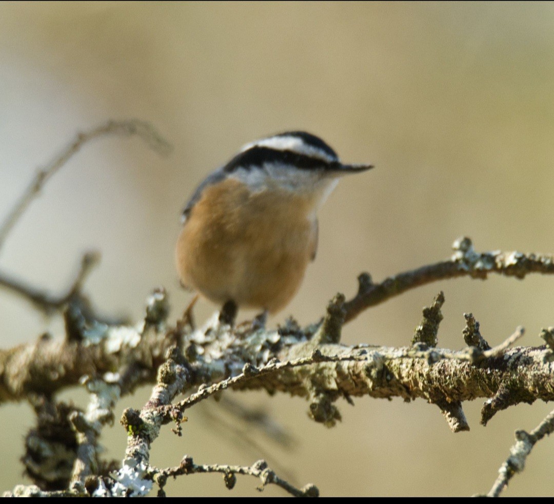 Red-breasted Nuthatch - ML615504190