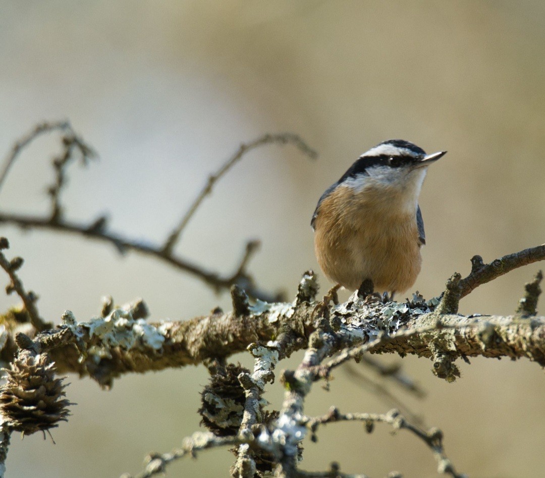 Red-breasted Nuthatch - ML615504191