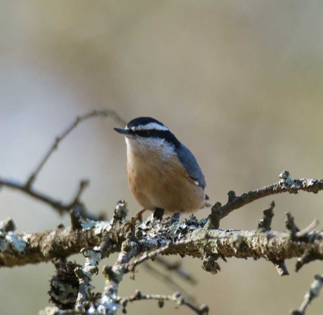 Red-breasted Nuthatch - Knarr Dan