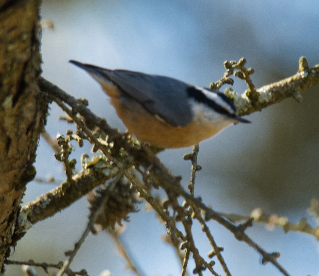 Red-breasted Nuthatch - ML615504193