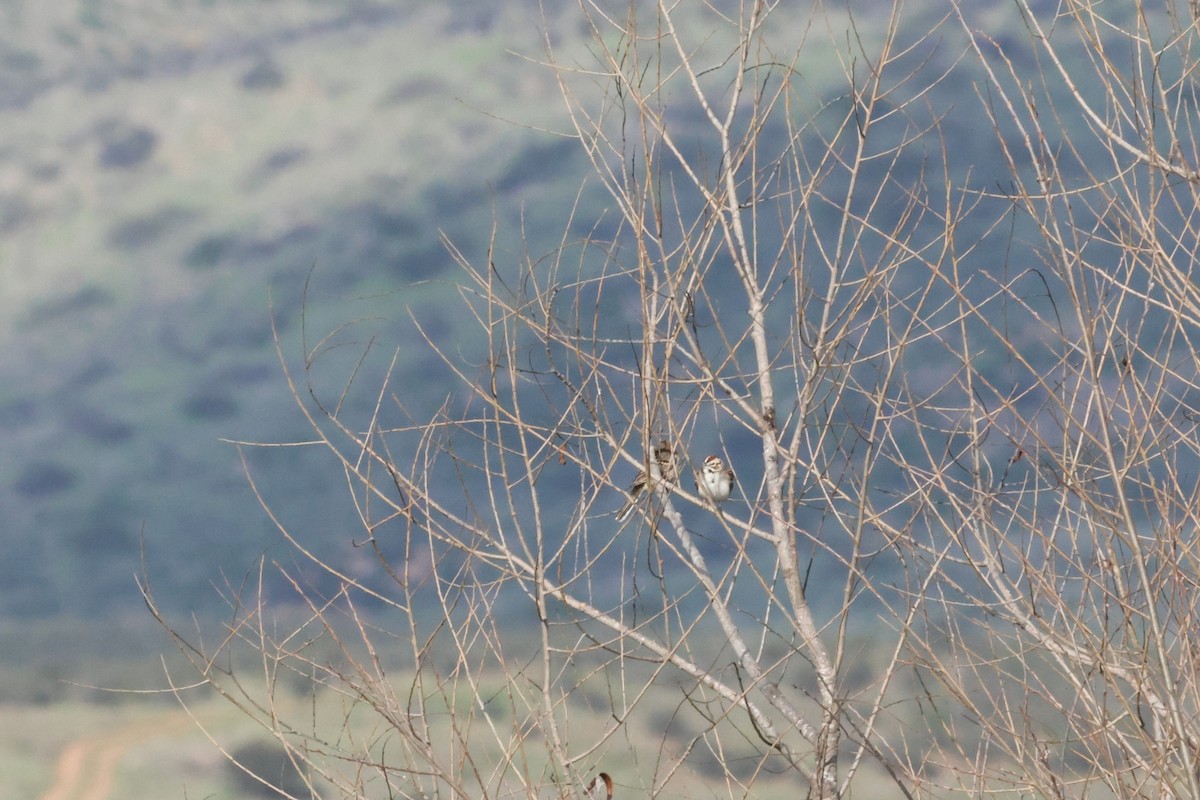 Lark Sparrow - ML615504204